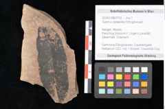 Foto (Objekt + Etikett) von Quercus palaeoilex Ettingshausen (NHMW-GEO-2024-0188-0765)